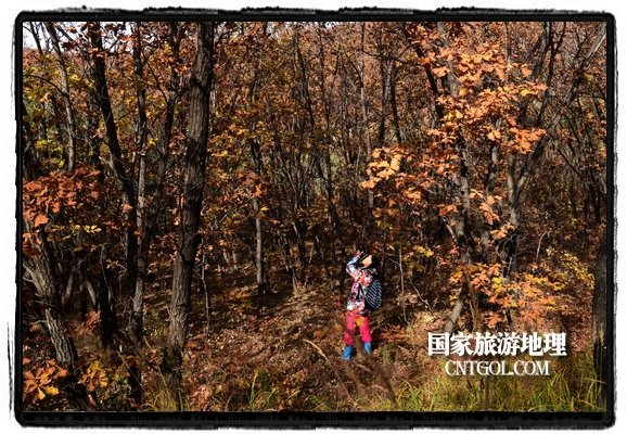 扎蘭屯市五彩繽紛賞秋色“游人如織”(圖)